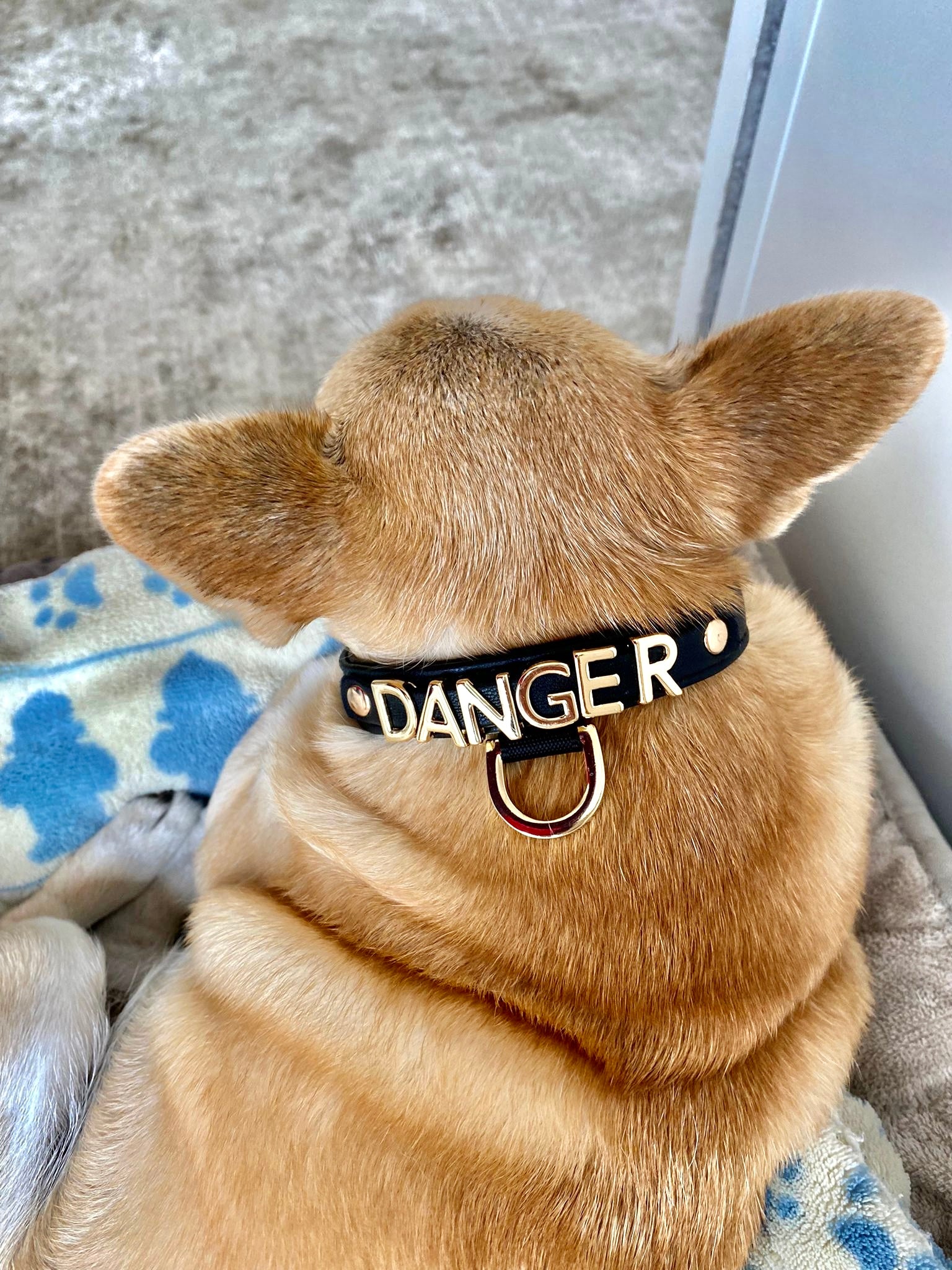 Halsband Le Dangerouge Danger