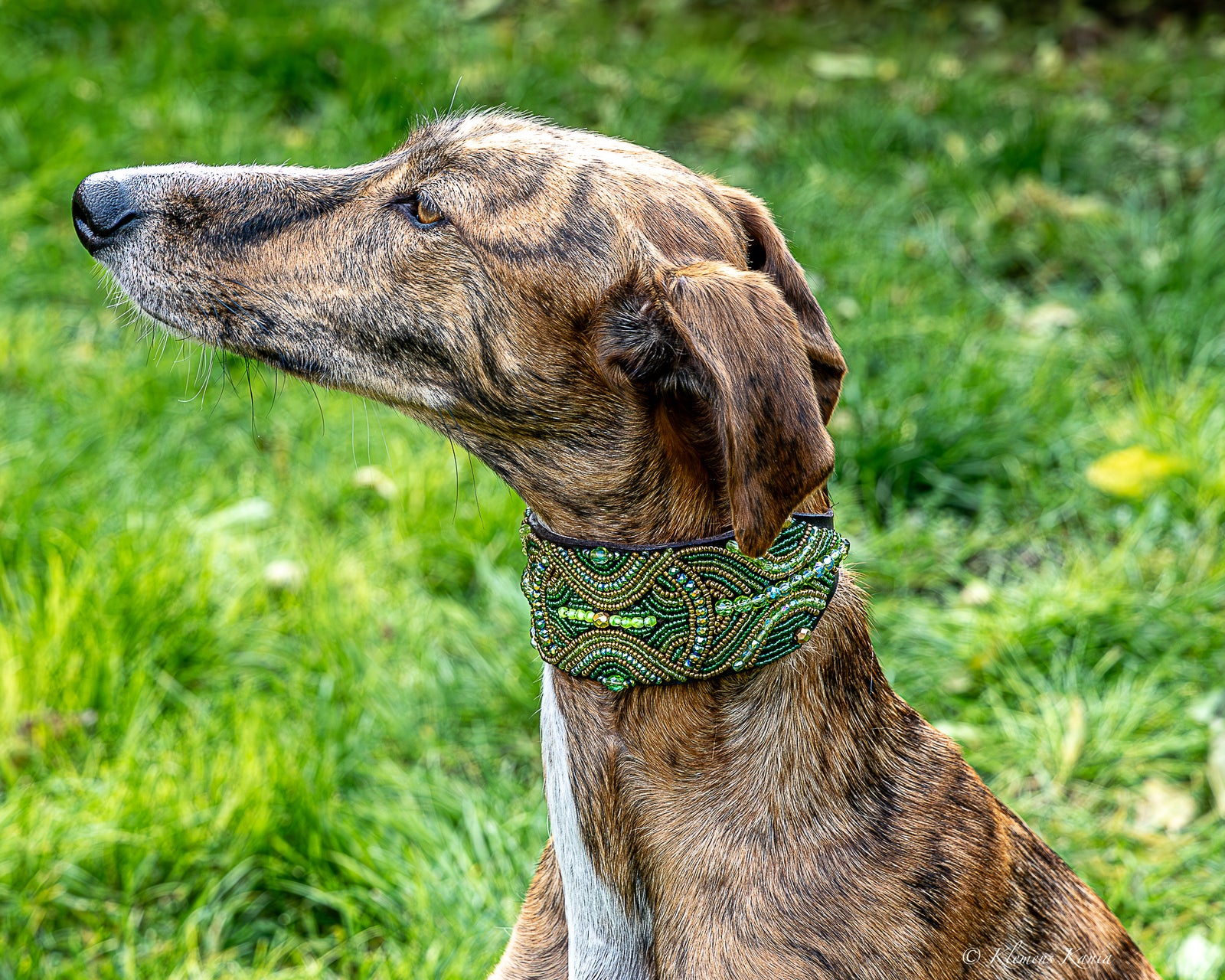 Massai-Windhundhalsband Green Dream