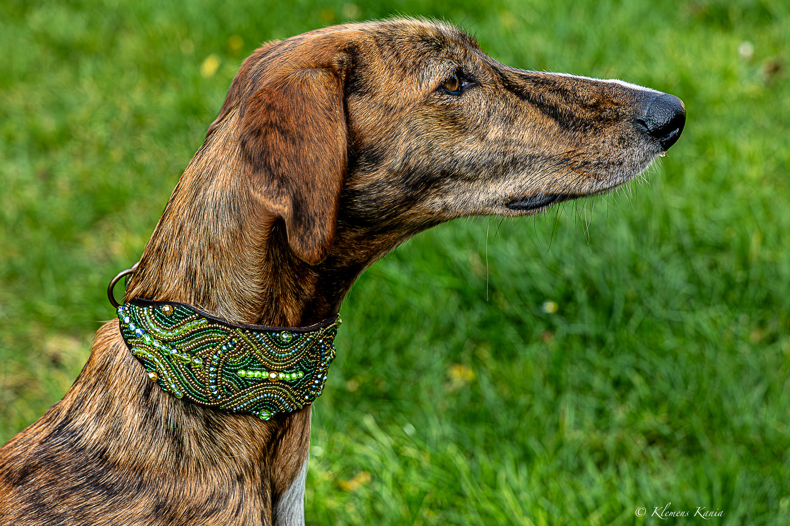 Massai-Windhundhalsband Green Dream