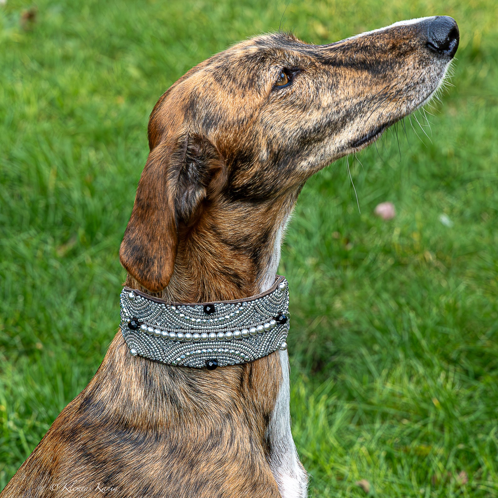 Massai-Hundehalsband Argento