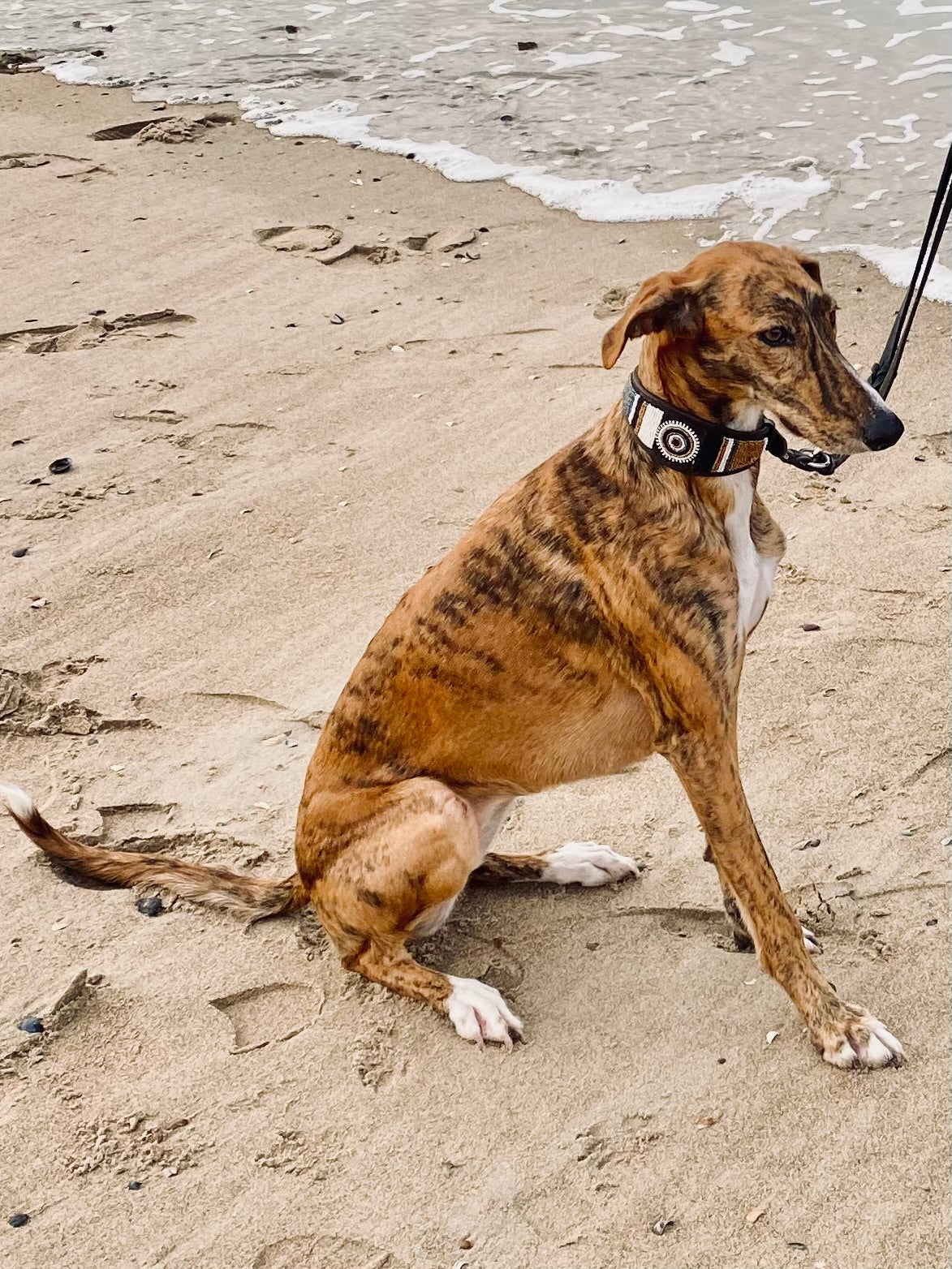 Massai-Windhundhalsband Takaunga