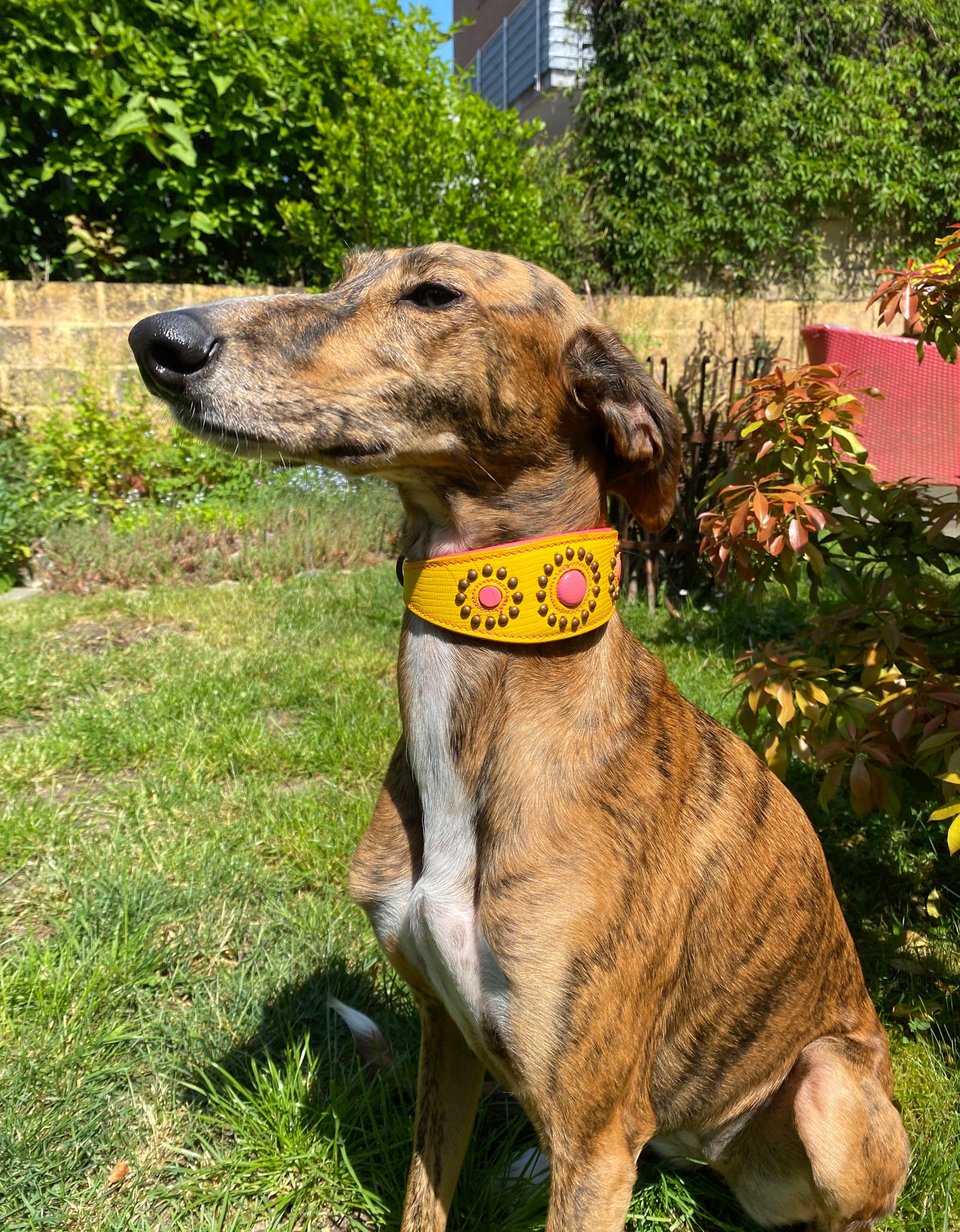 Windhundhalsband Jessy