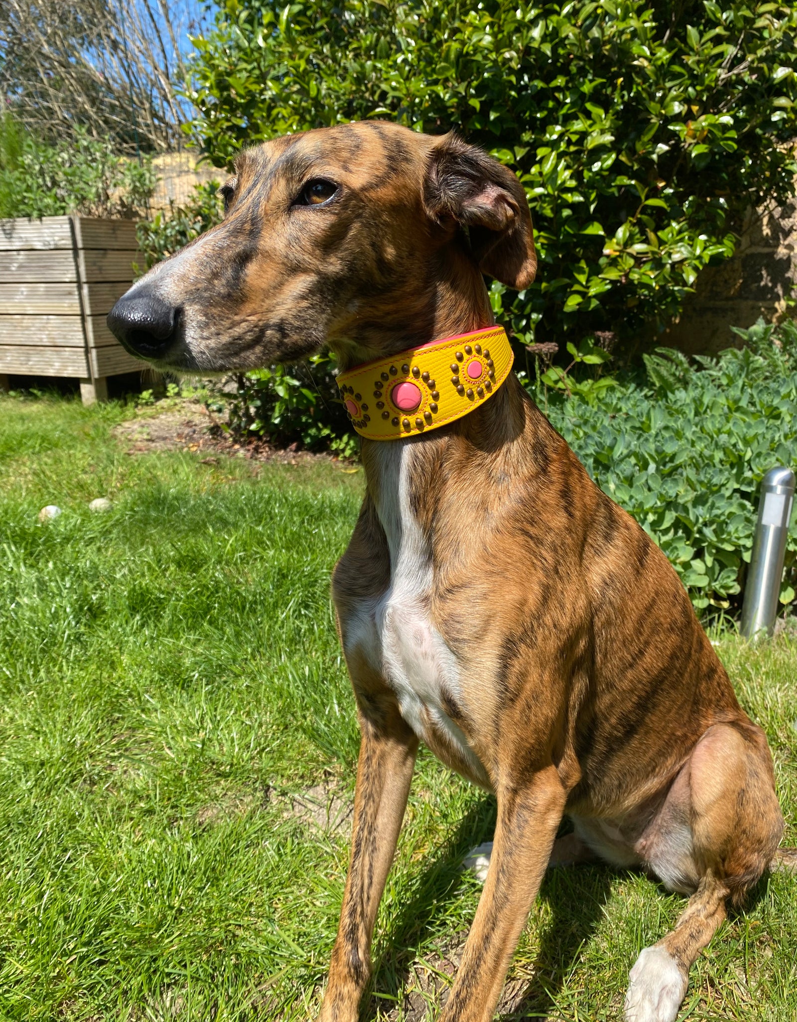 Windhundhalsband Jessy