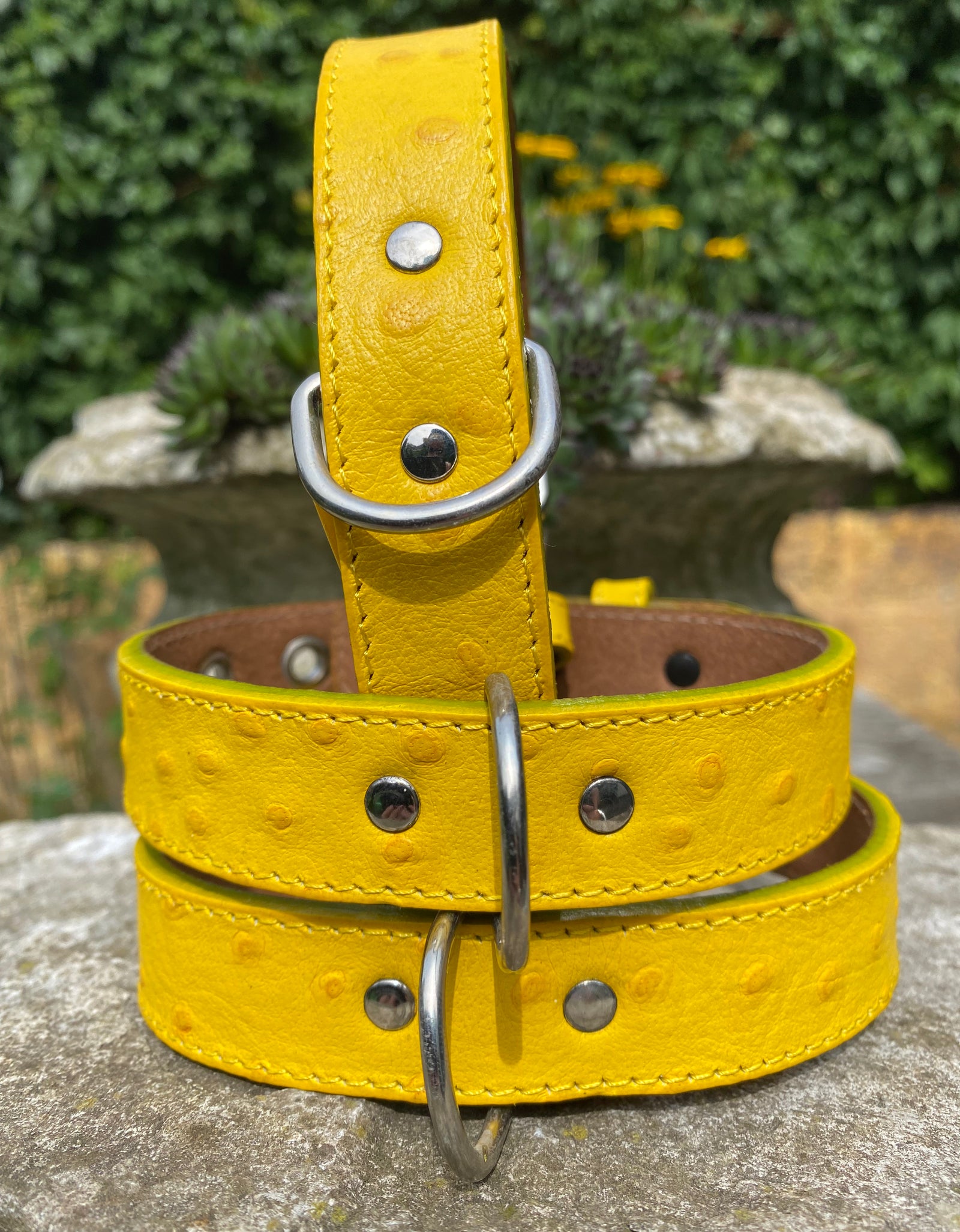 Hundehalsband Bellino, Gelb