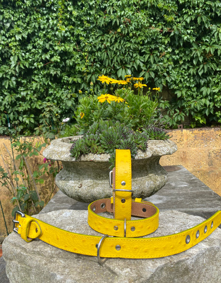 Hundehalsband Bellino, Gelb