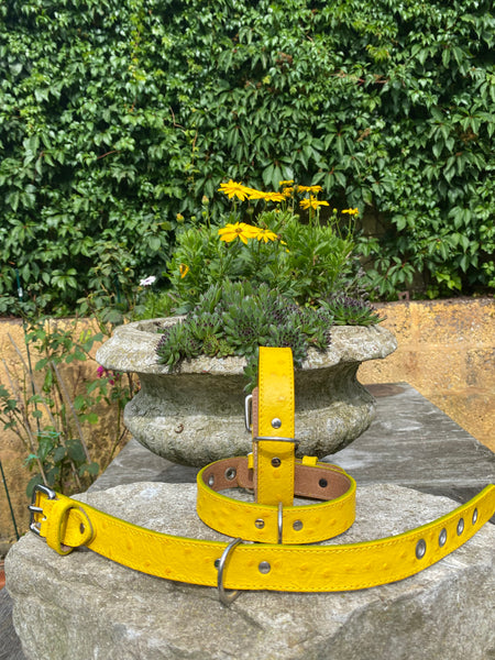 Hundehalsband Bellino, Gelb