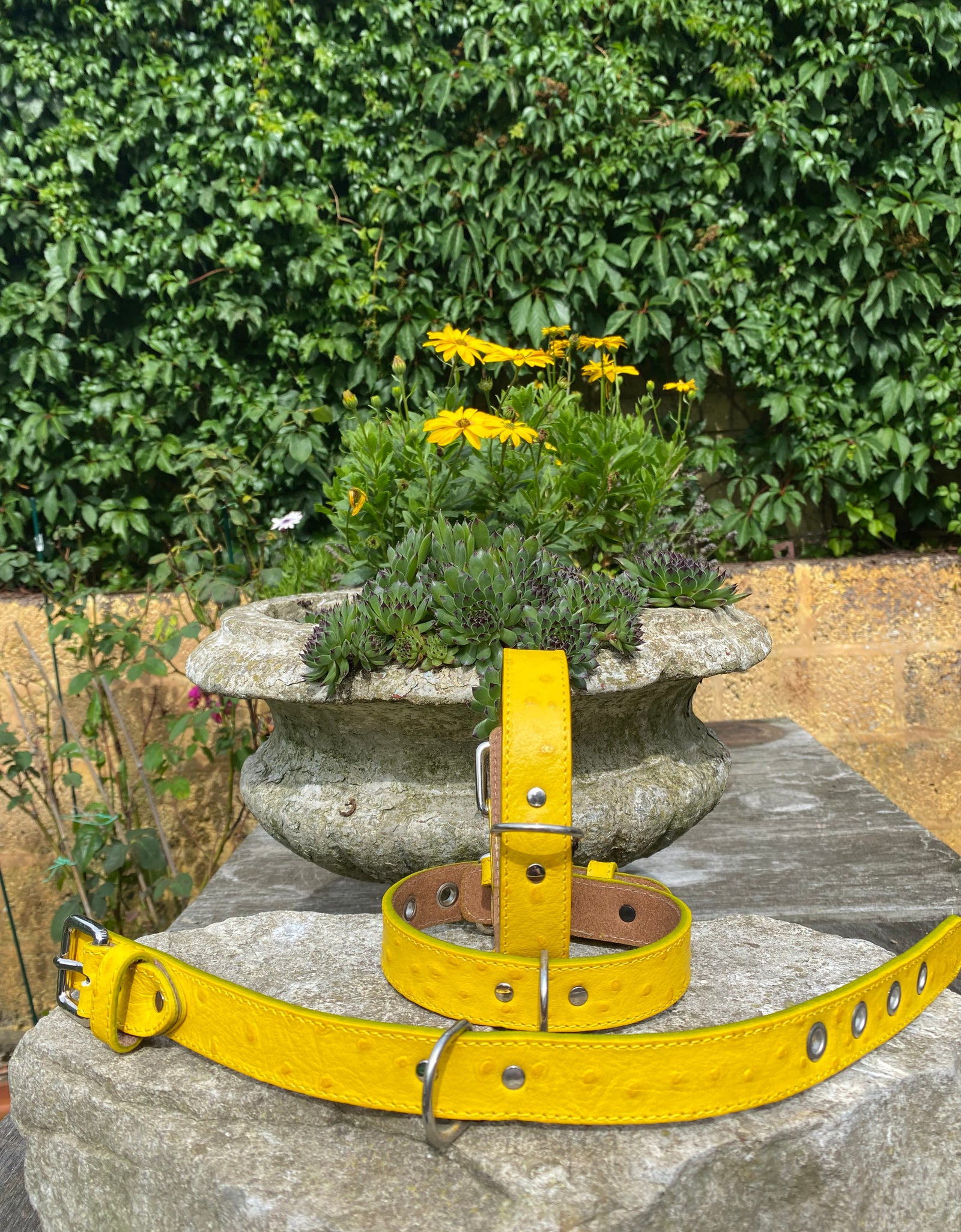 Hundehalsband Bellino, Gelb