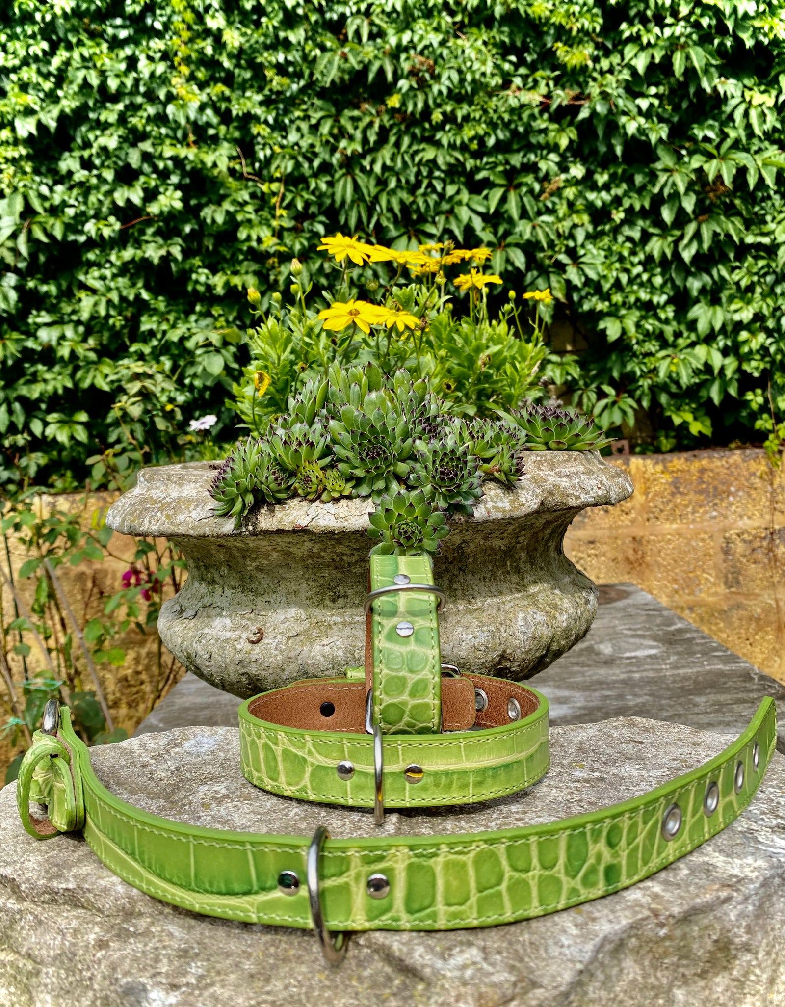 Hundehalsband Bellino, Grün