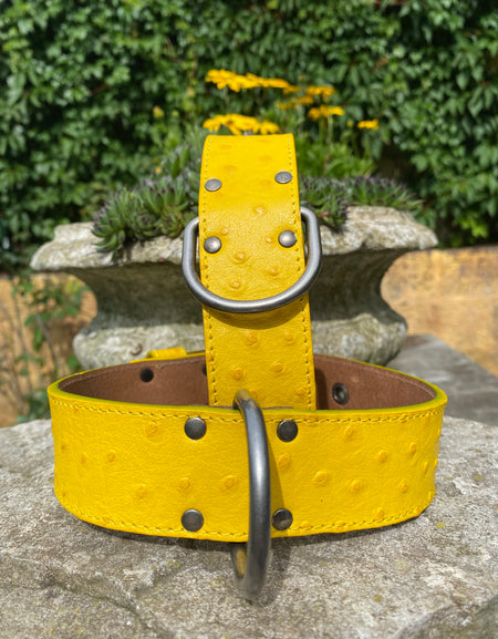 Hundehalsband Ettore, Gelb