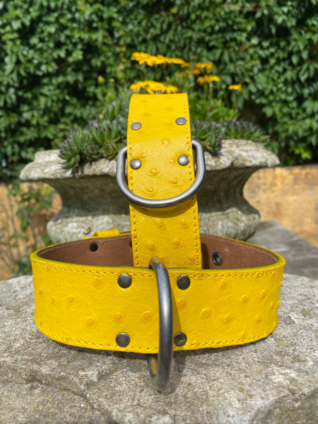 Hundehalsband Ettore, Gelb