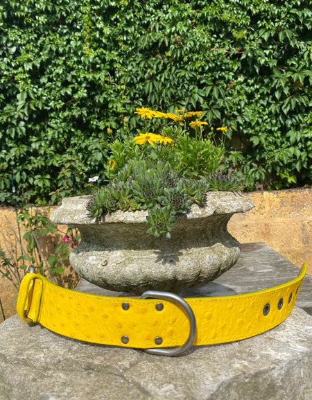 Hundehalsband Ettore, Gelb