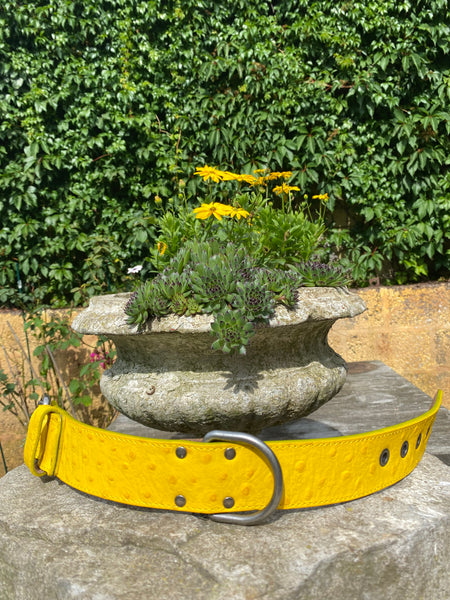 Hundehalsband Ettore, Gelb