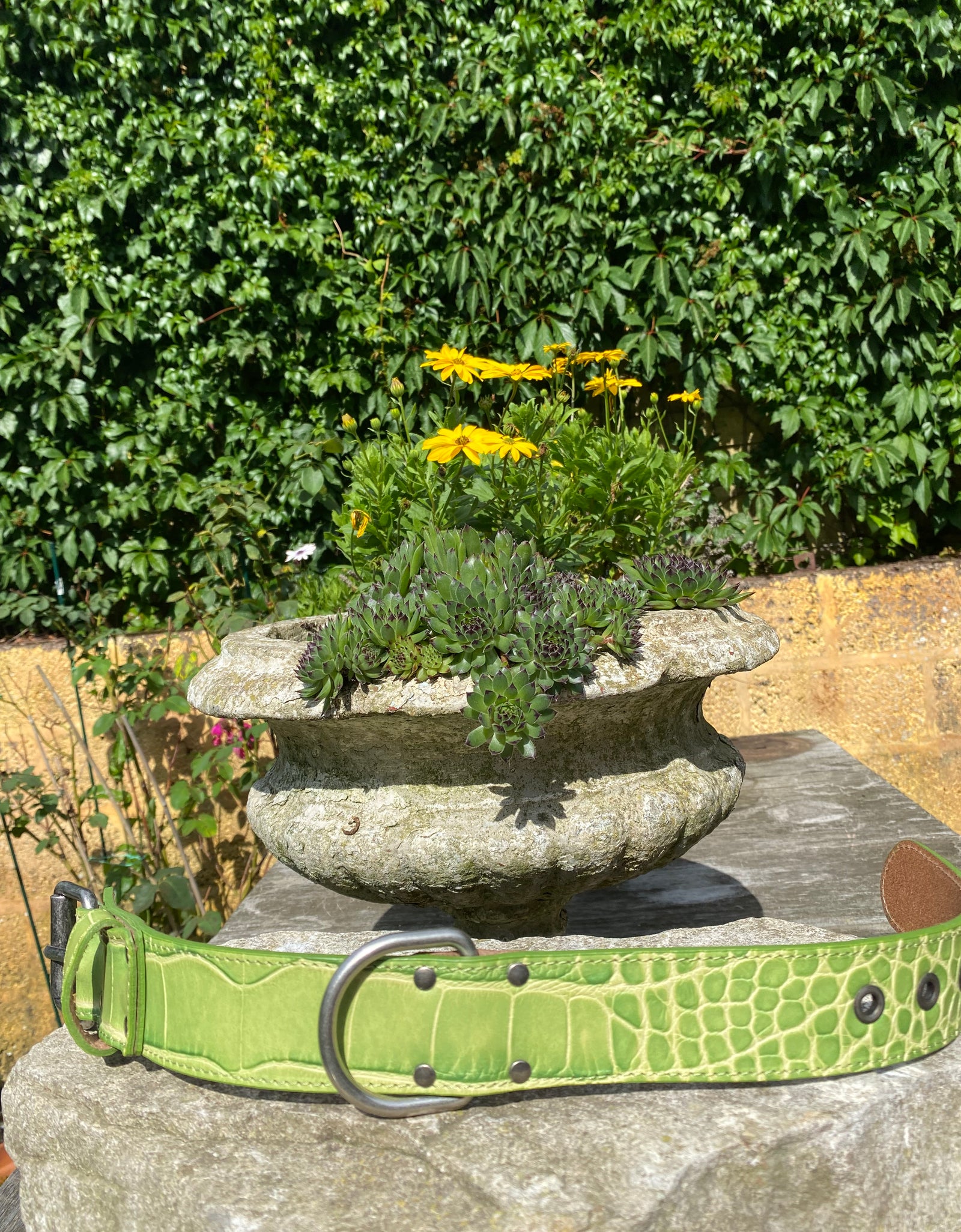 Hundehalsband Ettore, Grün